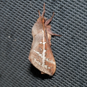 Oxycanus australis at Harrison, ACT - 11 May 2024