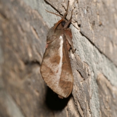 Oxycanus australis (Southern Oxycanus) at suppressed - 11 May 2024 by DPRees125