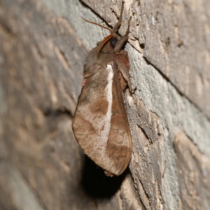 Oxycanus australis at Harrison, ACT - 11 May 2024