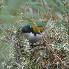 Melithreptus lunatus (White-naped Honeyeater) at Hall, ACT - 12 May 2024 by Anna123