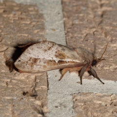 Oxycanus dirempta (Variable Oxycanus) at Harrison, ACT - 11 May 2024 by DPRees125