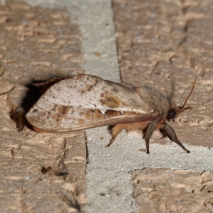 Oxycanus (genus) (Unidentified Oxycanus moths) at Harrison, ACT by DPRees125