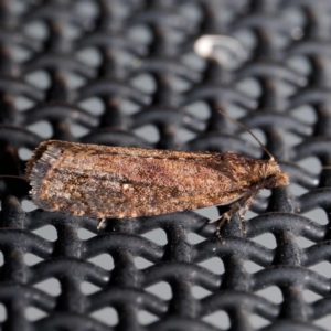 Cryptaspasma sordida at Harrison, ACT - 11 May 2024 08:39 PM