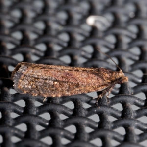 Isochorista pumicosa (A Tortricid moth) at Harrison, ACT by DPRees125