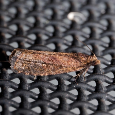 Isochorista pumicosa (A Tortricid moth) at Harrison, ACT - 11 May 2024 by DPRees125