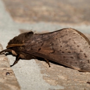 Oxycanus (genus) at Harrison, ACT - 11 May 2024