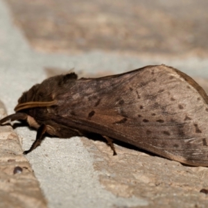 Oxycanus (genus) (Unidentified Oxycanus moths) at suppressed by DPRees125