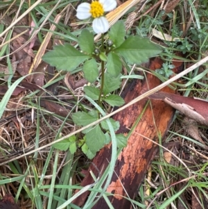 Bidens pilosa at National Arboretum Forests - 12 May 2024