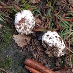 Calvatia sp. at Tidbinbilla Nature Reserve - 11 May 2024 by KumikoCallaway