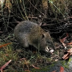 zz - truffle at Tidbinbilla Nature Reserve - 12 May 2024 09:52 AM