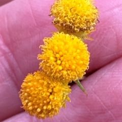 Chrysocephalum semipapposum (Clustered Everlasting) at National Arboretum Forests - 12 May 2024 by lbradley