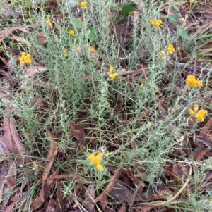 Chrysocephalum semipapposum at National Arboretum Forests - 12 May 2024