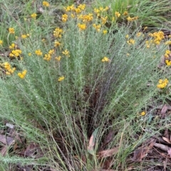 Chrysocephalum semipapposum at National Arboretum Forests - 12 May 2024