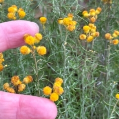 Chrysocephalum semipapposum at Yarralumla, ACT - 12 May 2024