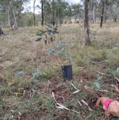 Acacia baileyana (Cootamundra Wattle, Golden Mimosa) at Yarralumla, ACT - 12 May 2024 by lbradley