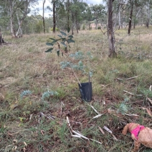 Acacia baileyana at Yarralumla, ACT - 12 May 2024