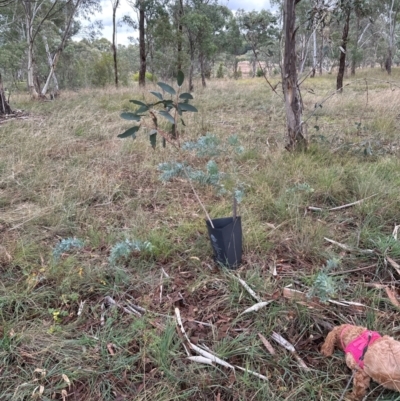 Acacia baileyana (Cootamundra Wattle, Golden Mimosa) at Yarralumla, ACT - 12 May 2024 by lbradley