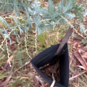 Acacia baileyana at Yarralumla, ACT - 12 May 2024 02:19 PM