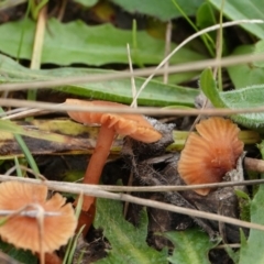 Unidentified Fungus at Hall, ACT - 12 May 2024 by Anna123
