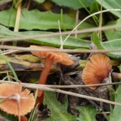 Laccaria sp. (Laccaria) at Hall, ACT - 12 May 2024 by Anna123