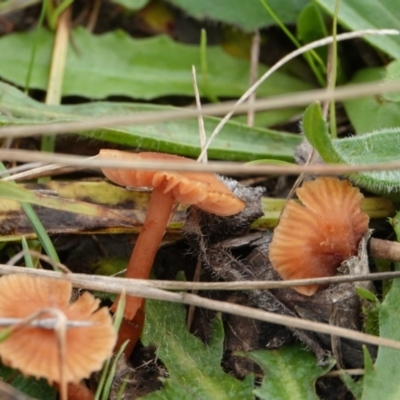 Laccaria sp. (Laccaria) at Hall, ACT - 12 May 2024 by Anna123