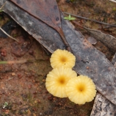 Lichenomphalia chromacea at Hall, ACT - 12 May 2024 by Anna123