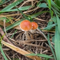 Leratiomyces ceres (Red Woodchip Fungus) at Giralang Wetlands - 12 May 2024 by AlexGM