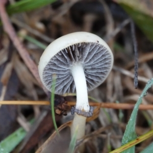 Panaeolus sp. at Hall, ACT - 12 May 2024 11:24 AM