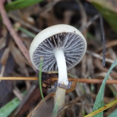 Panaeolus sp. (Panaeolus) at Hall, ACT - 12 May 2024 by Anna123