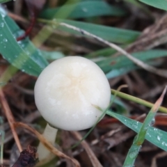 Panaeolus sp. at Hall, ACT - 12 May 2024