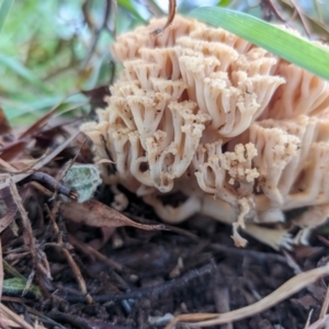 Ramaria capitata var. capitata at Giralang Wetlands - 12 May 2024