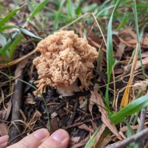 Ramaria capitata var. capitata at Giralang Wetlands - 12 May 2024