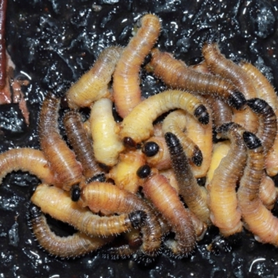 Perginae sp. (subfamily) (Unidentified pergine sawfly) at Acton, ACT - 12 May 2024 by TimL