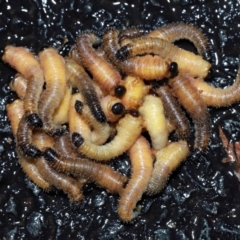 Perginae sp. (subfamily) at ANBG - 12 May 2024
