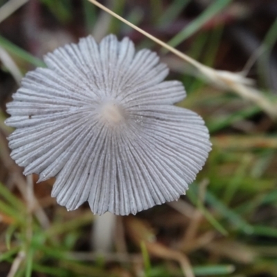 Coprinellus etc. (An Inkcap) at Hall, ACT - 12 May 2024 by Anna123