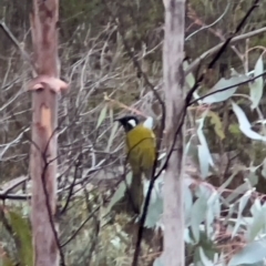 Nesoptilotis leucotis (White-eared Honeyeater) at suppressed - 11 May 2024 by JimL