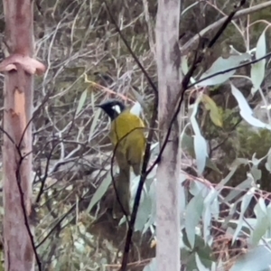 Nesoptilotis leucotis at Namadgi National Park - 11 May 2024