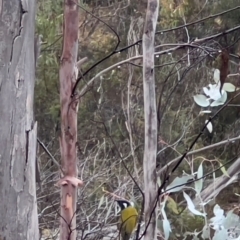 Nesoptilotis leucotis at Namadgi National Park - 11 May 2024