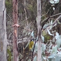 Nesoptilotis leucotis at Namadgi National Park - 11 May 2024