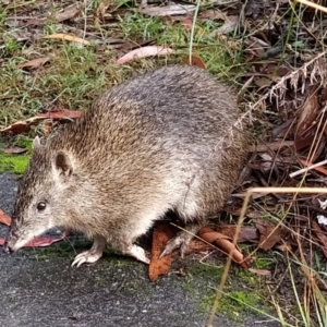 Isoodon obesulus obesulus at Tidbinbilla Nature Reserve - 12 May 2024