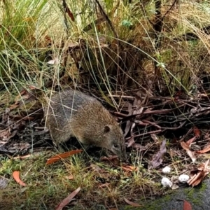 Isoodon obesulus obesulus at Tidbinbilla Nature Reserve - 12 May 2024