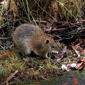 Isoodon obesulus obesulus at Tidbinbilla Nature Reserve - 12 May 2024