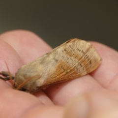 Oxycanus (genus) (Unidentified Oxycanus moths) at Hall, ACT - 11 May 2024 by Anna123