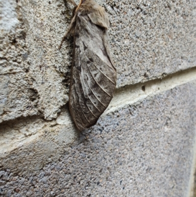 Oxycanus (genus) (Unidentified Oxycanus moths) at QPRC LGA - 12 May 2024 by LyndalT
