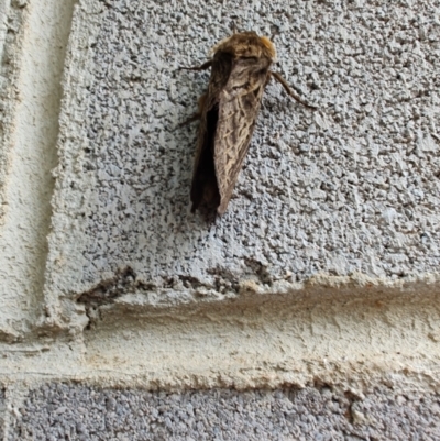 Oxycanus antipoda (Late Oxycanus) at QPRC LGA - 12 May 2024 by LyndalT