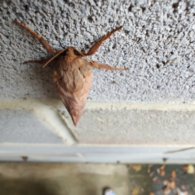 Oxycanus (genus) (Unidentified Oxycanus moths) at QPRC LGA - 12 May 2024 by LyndalT