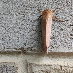 Oxycanus (genus) at QPRC LGA - 12 May 2024