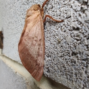 Oxycanus (genus) at QPRC LGA - 12 May 2024