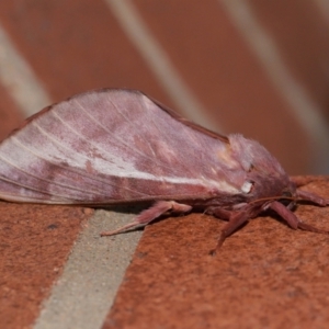 Unidentified Moth (Lepidoptera) at suppressed by TimL