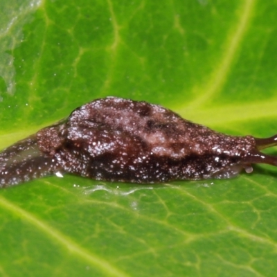 Cystopelta astra (Snowy Mountains Humpback Slug) at Acton, ACT - 12 May 2024 by TimL